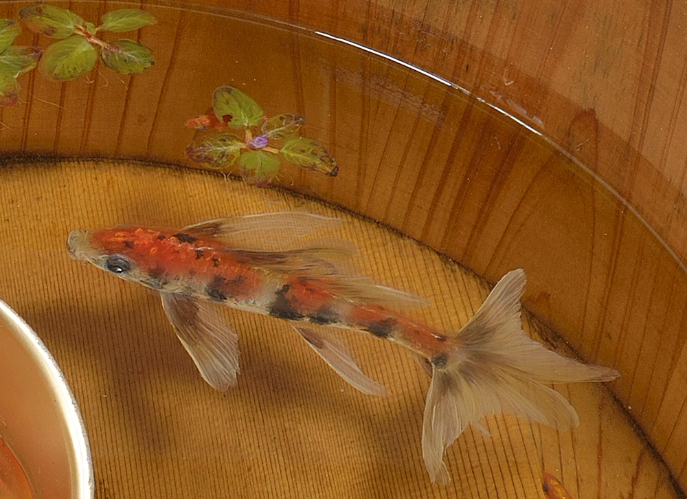 goldfish-by-riusukefukahori11