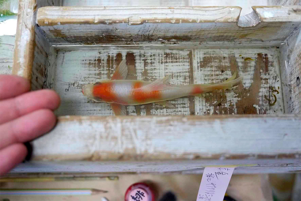 goldfish-by-riusukefukahori4